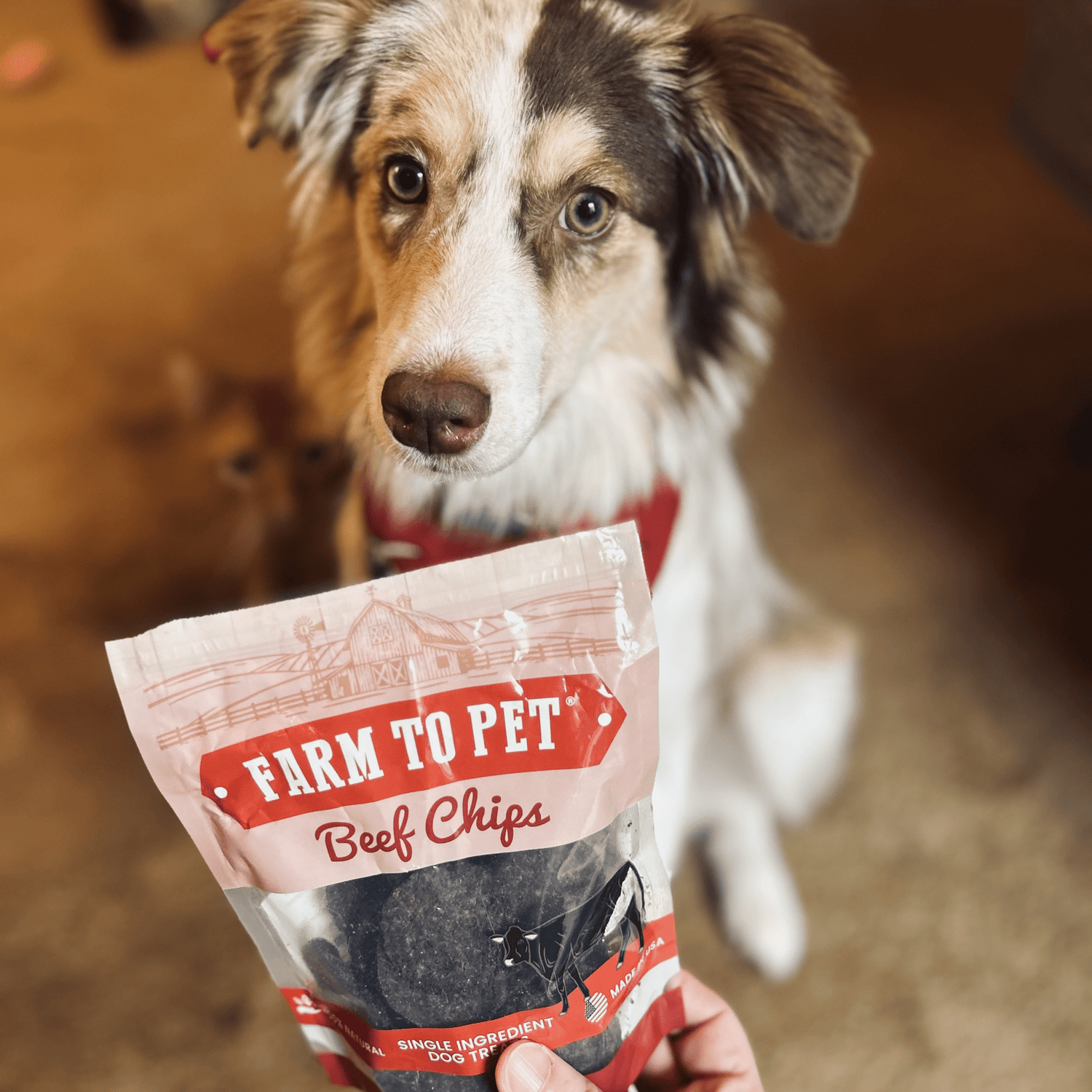 Puppy Packs &