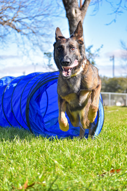 Better Sporting Dogs 10 ft Dog Agility Tunnel with Sandbags – Training Tunnel for Backyard Agility Courses
