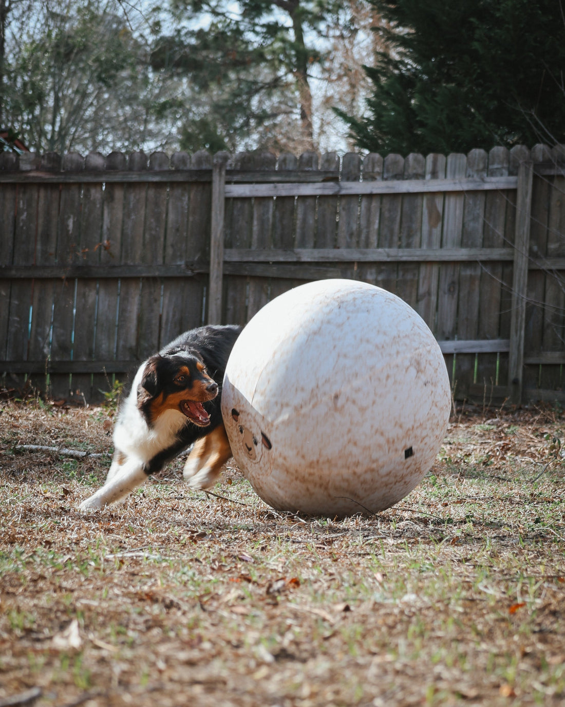 Better Sporting Dogs 25” Heavy Duty Sheep Lookalike Herding Ball for Dogs