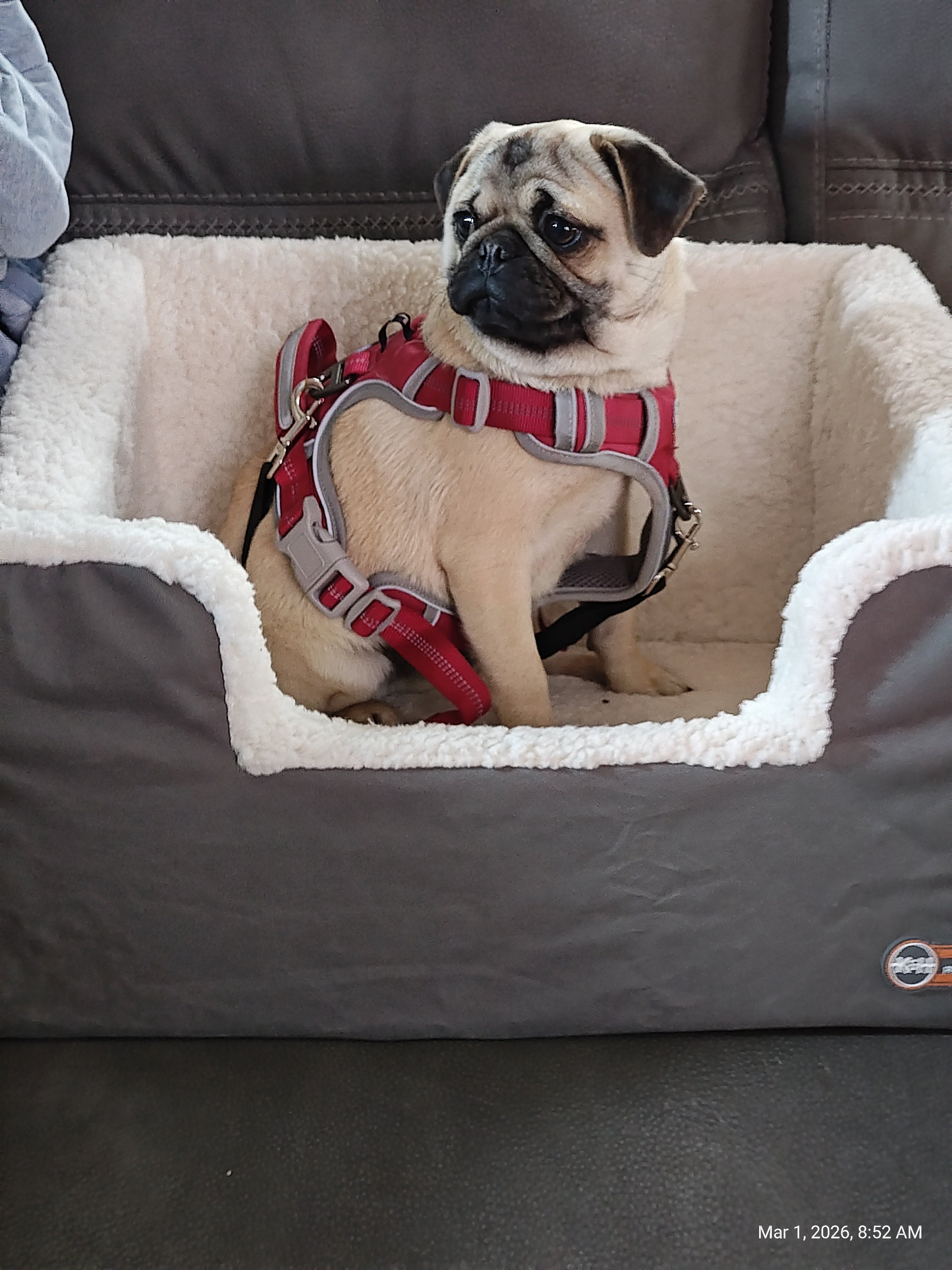 K&amp;H Rectangle Pet Booster Pet Dog Car Seat - Large Grey