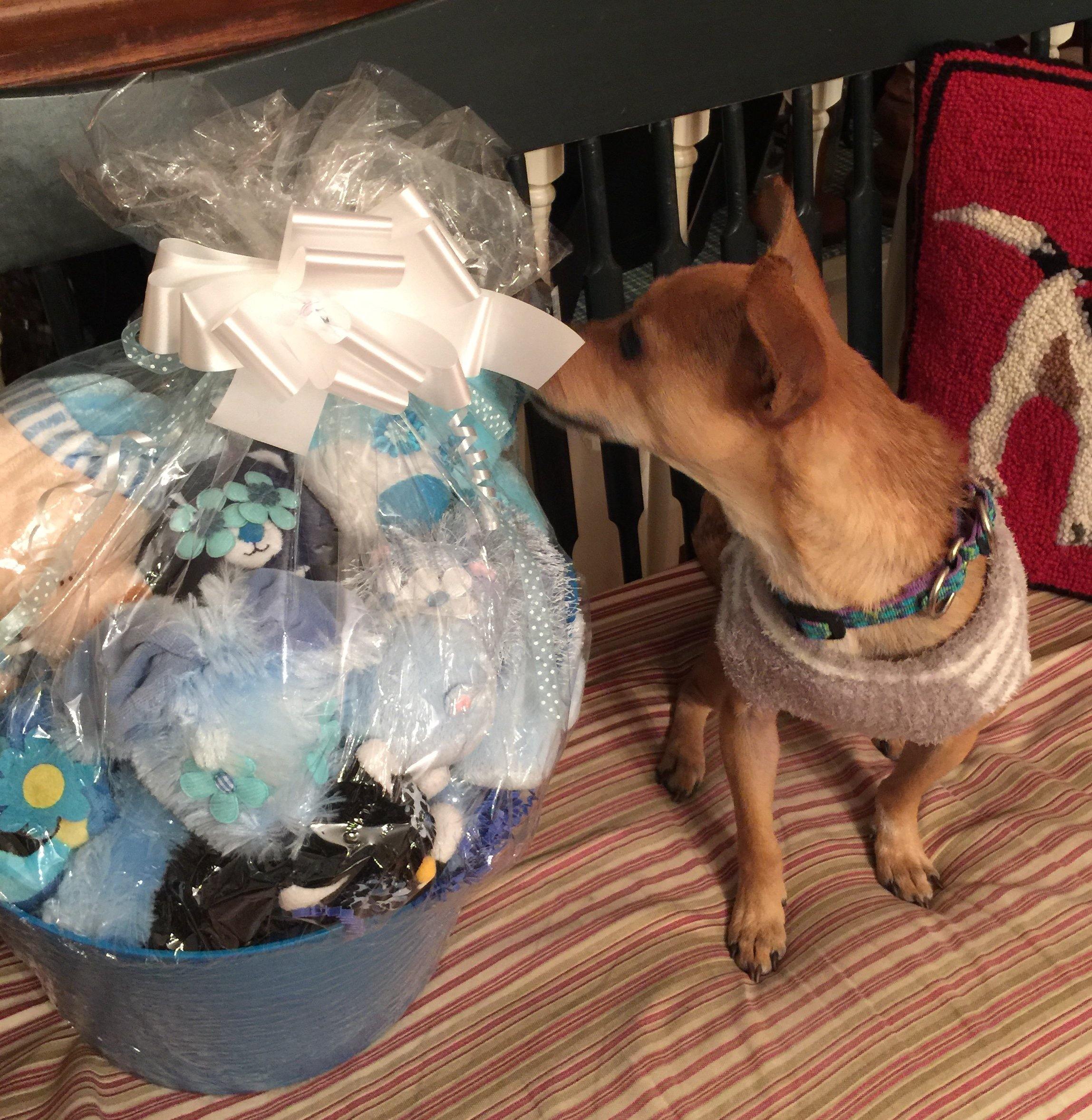 Boy-oh-Boy SQUEAKY Gift Basket for Dogs &amp; Puppies: 3 Sizes
