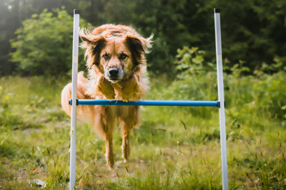 Better Sporting Dogs 3 Piece Dog Agility Equipment Set – with Jumps &amp; Tunnel