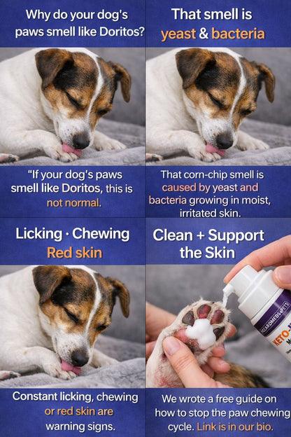 Piccardmeds4pets Keto-Itch Plus Antiseptic Mousse for Cats &amp; Dogs 7 oz. + FREE Bandana!