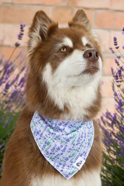 Lavender Blooms Dog Bandana &amp; Matching Keychain