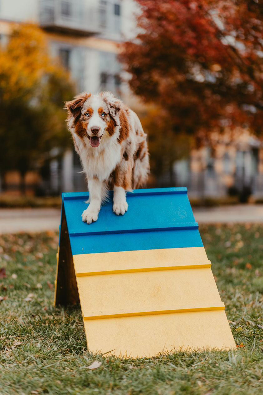 Better Sporting Dogs Dog Agility A-Frame – Arrives Fully Assembled