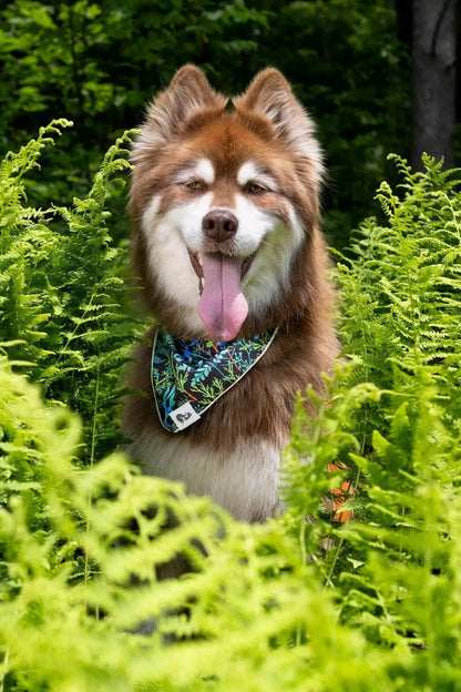 Magical Fern Forest Dog Bandana &amp; Matching Keychain