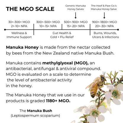 Manuka Honey Salve for Dogs, Horses &amp; Humans