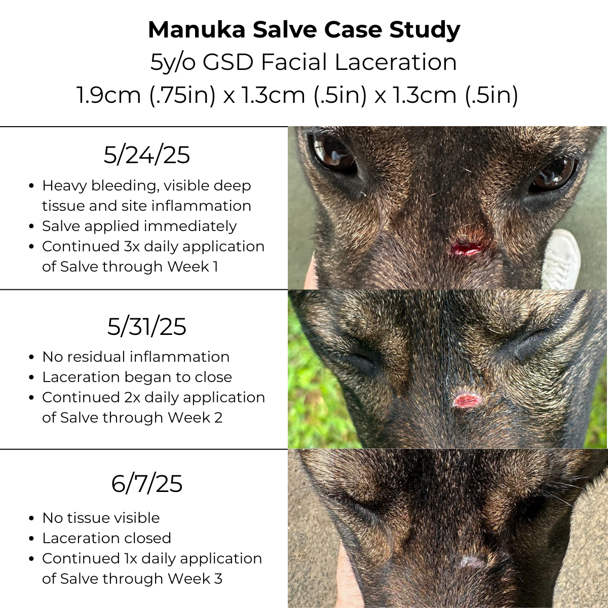 Manuka Honey Salve for Dogs, Horses &amp; Humans