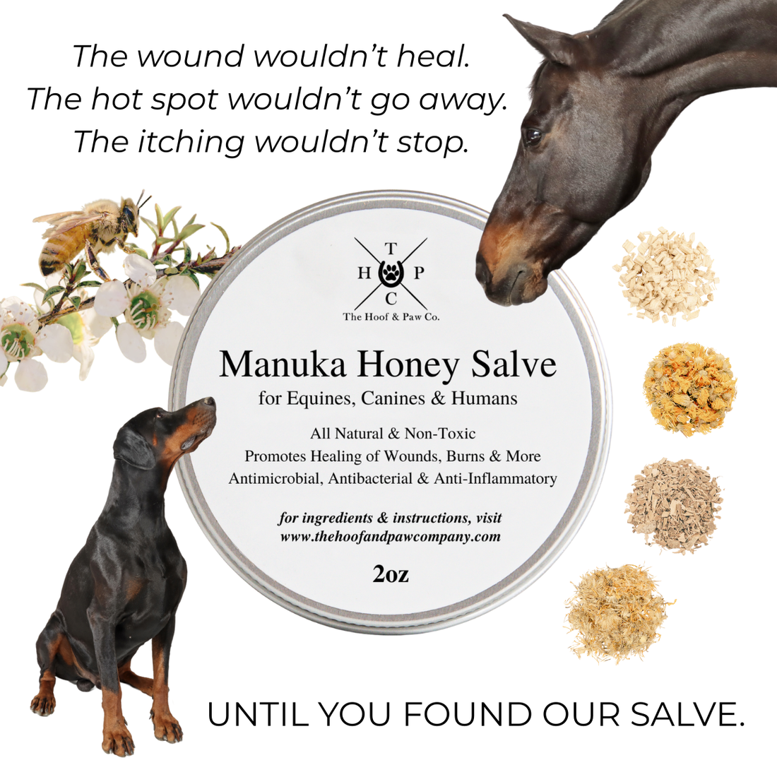 Manuka Honey Salve for Dogs, Horses &amp; Humans