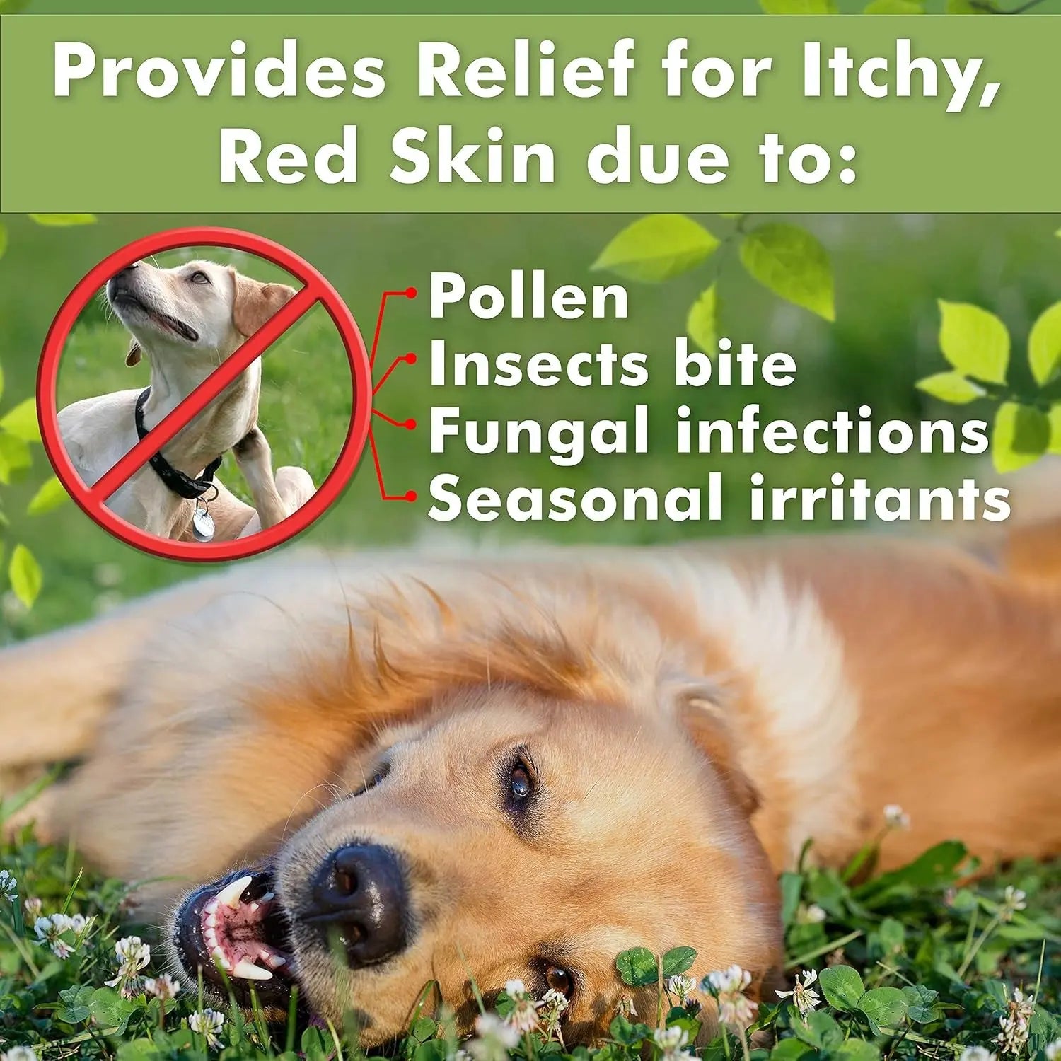 Medicated Dog Shampoo Anti Itch &amp; Yeast Hot Spot Skin Relief 13.5oz