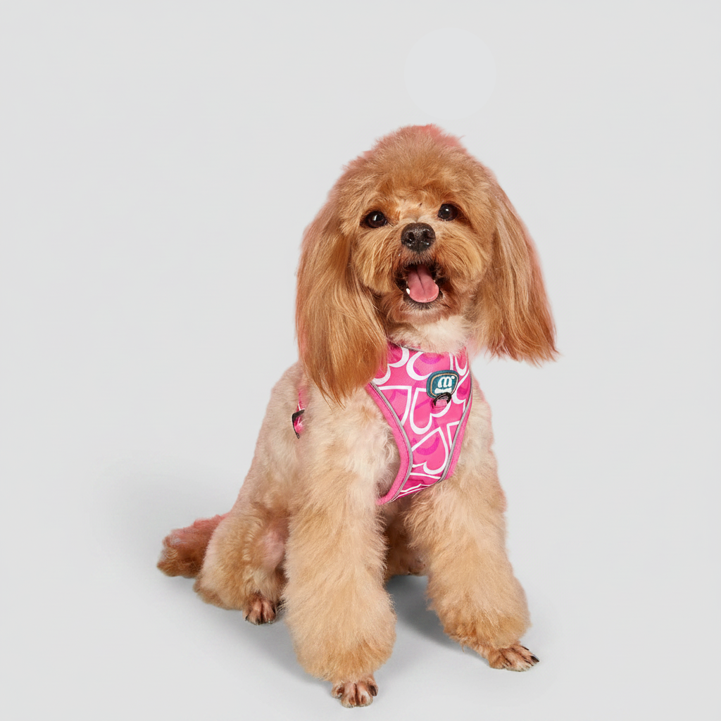 3-Piece Dog Harness &amp; Leash Set