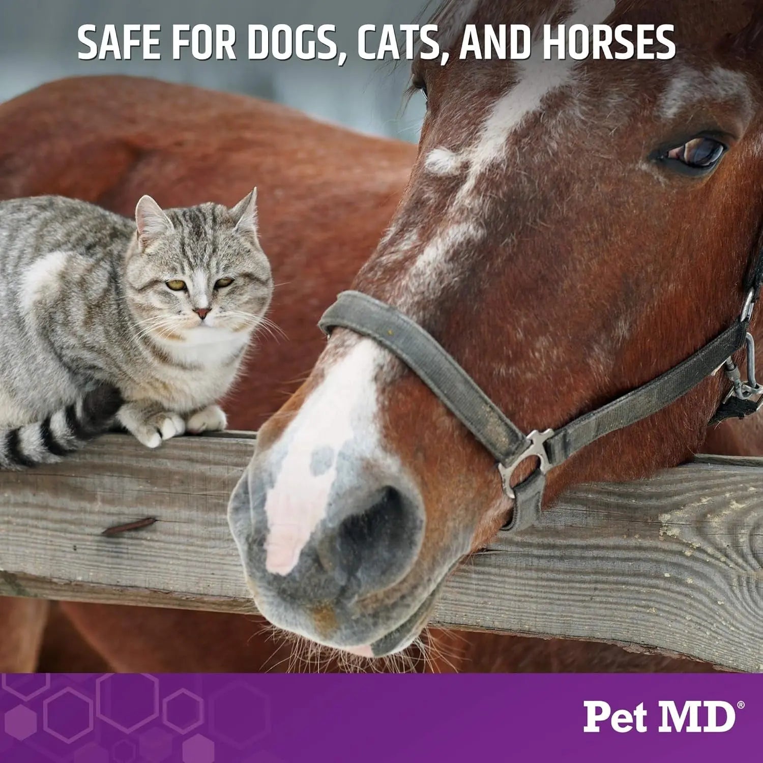 Pet MD Micoseb-CX Medicated Shampoo for Dogs, Cats &amp; Horses – 12 Oz