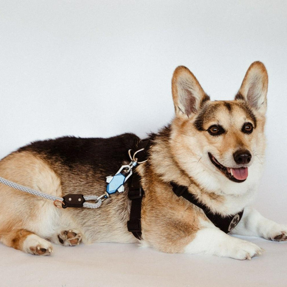 Patented Magnetic Dog Leash - One-Hand Connect &amp; Release