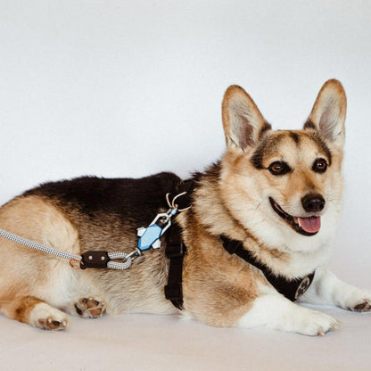 Patented Magnetic Dog Leash - One-Hand Connect &amp; Release