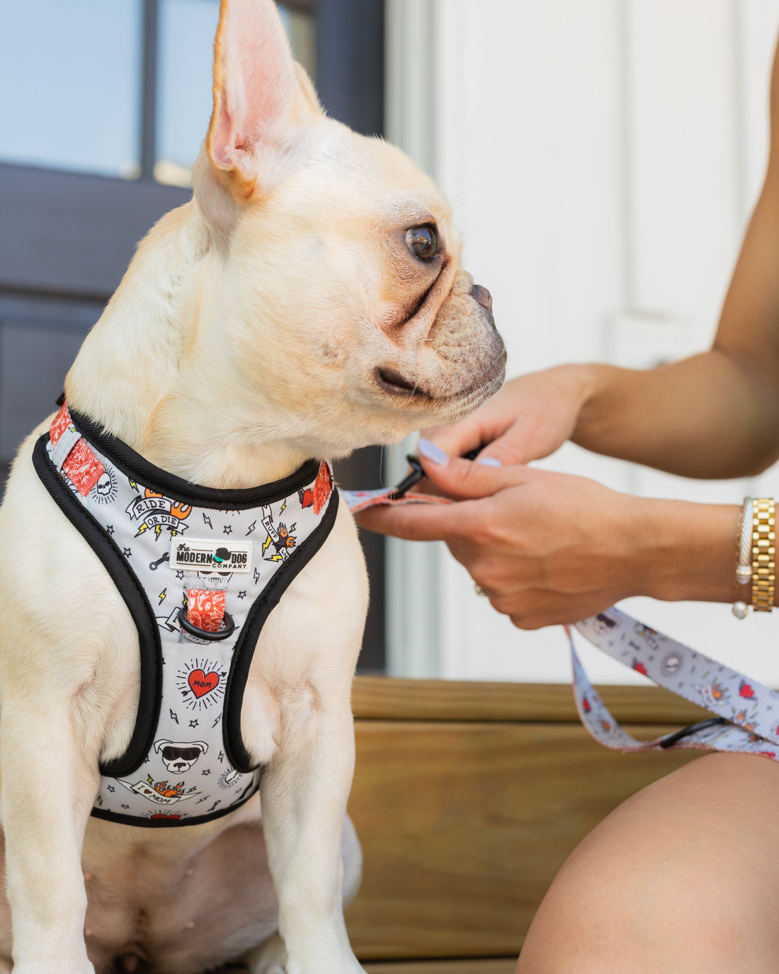 The Modern Dog Company - Bad to the Bone Harness