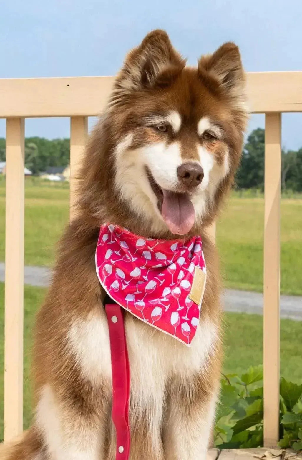 Red Mountain Syrah Dog Bandana &amp; Matching Keychain