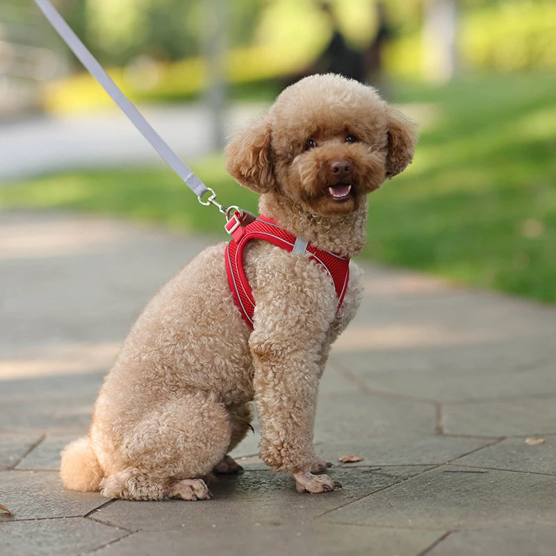 Dog Harness Leash