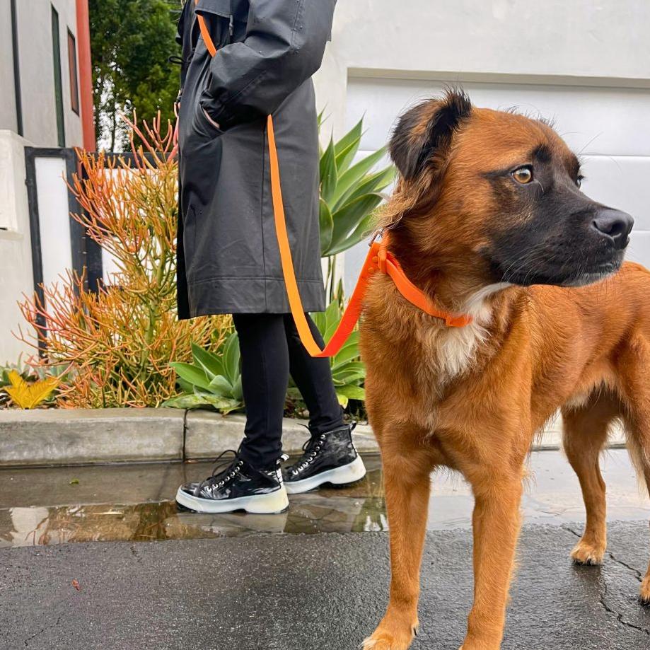 Tilley + Me PVC Handsfree Dog Leash - All Weather Waterproof Durable &amp; Odor-Resistant