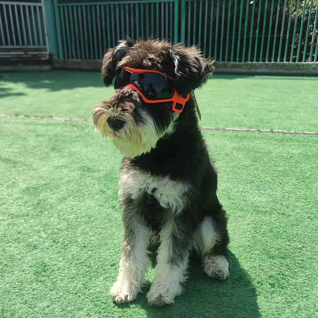 Pet UV Goggles: Cool Eyewear for Dogs &amp; Cats