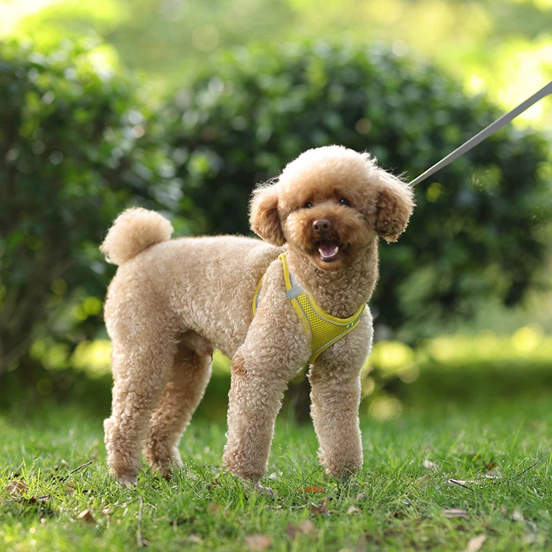 Dog Harness Leash