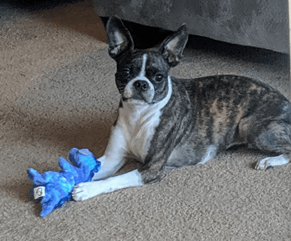 Blaster Baby Lightly-Stuffed Dog Toy with Big SQUEAKER / Beanie Babies with No Beans!