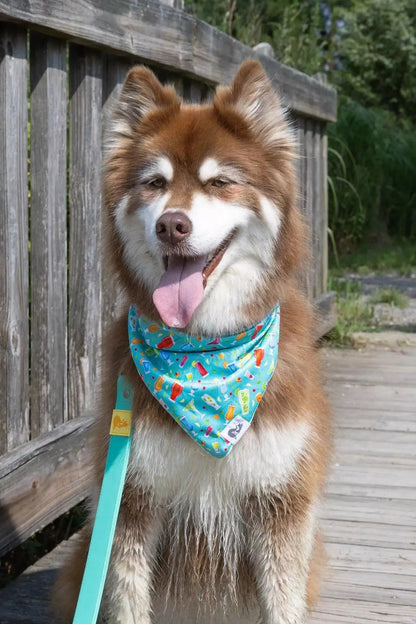 Seaside Sips Dog Bandana &amp; Matching Keychain
