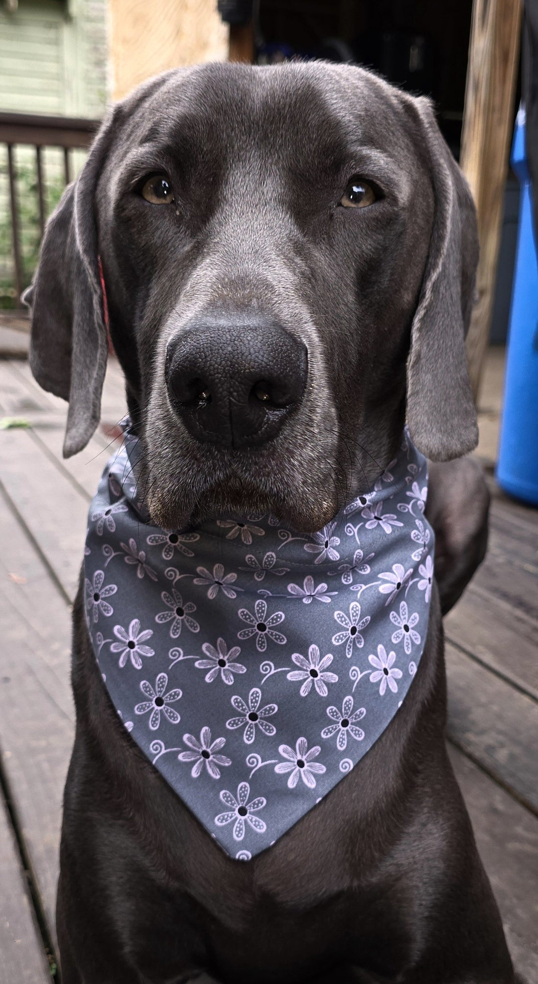Every Day Dog Bandanas