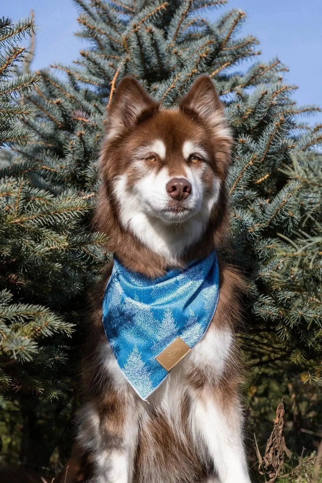 Siberian Spruce Dog Bandana &amp; Matching Keychain