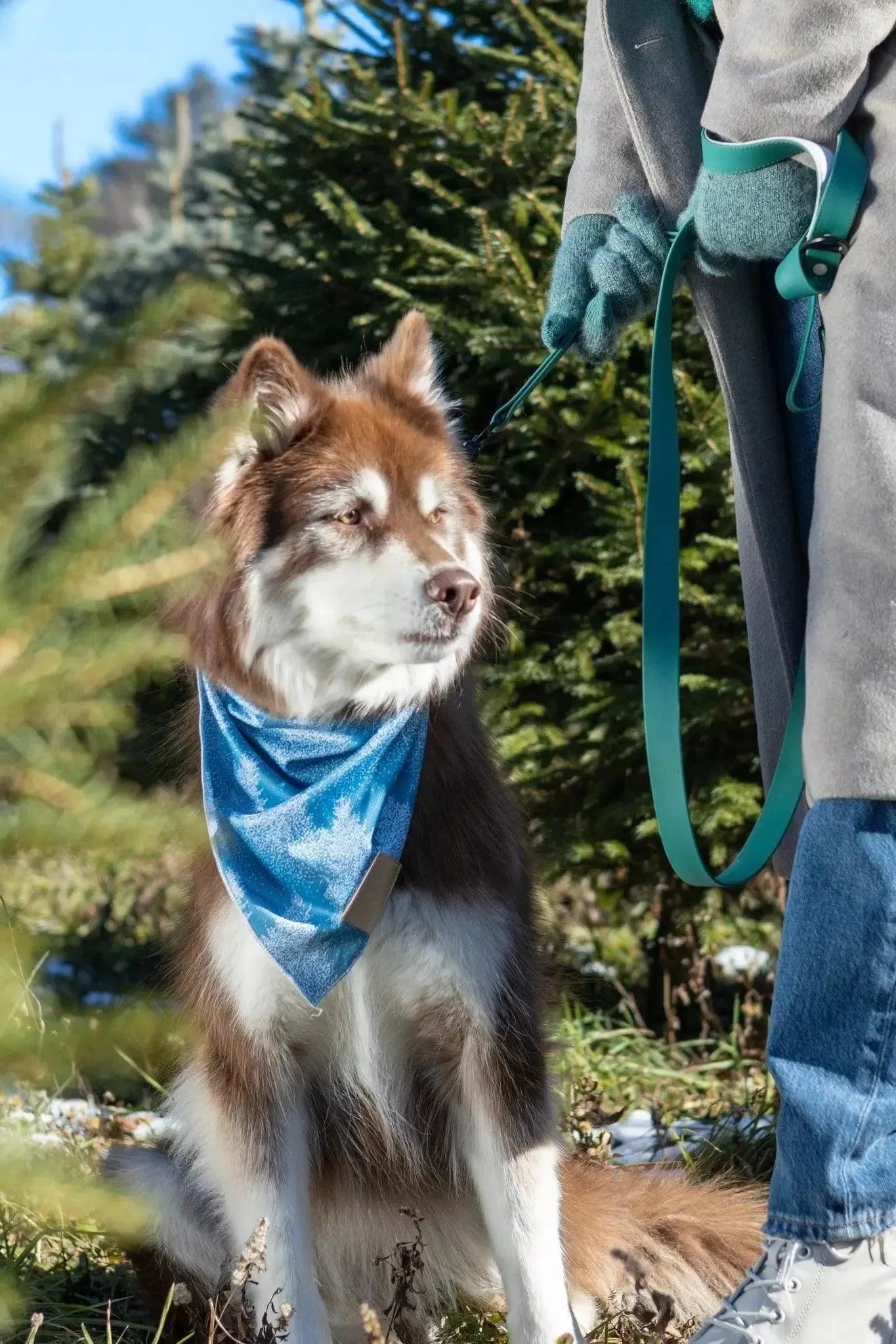 Siberian Spruce Dog Bandana &amp; Matching Keychain