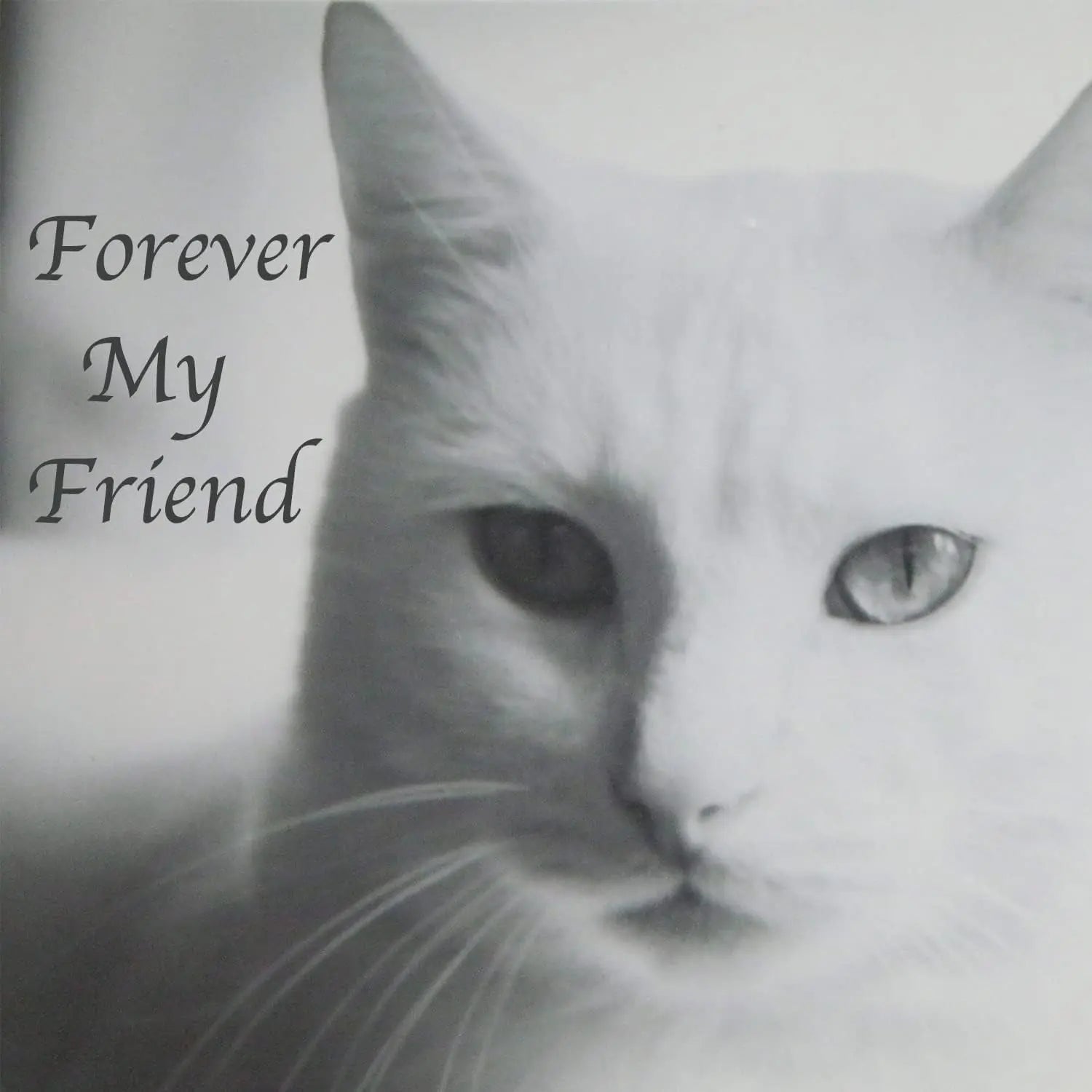 Stainless Steel Pet Memorial Urn for Cats &amp; Small Dogs with Secure Lid Keepsake