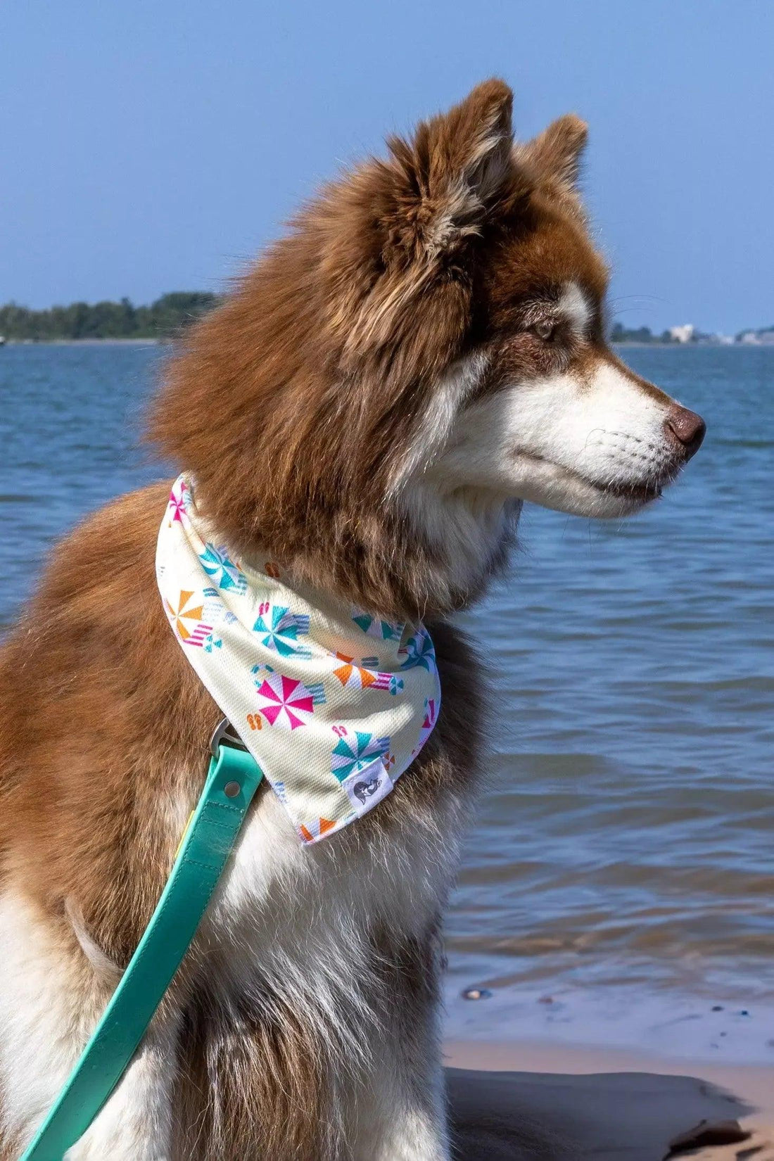 Sun &amp; Shade Dog Bandana