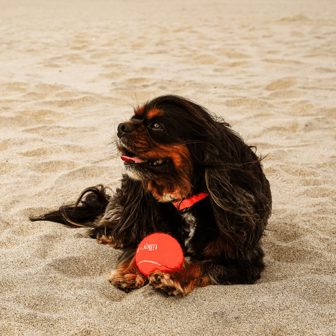 Tilley + Me Tennis Ball for Dogs