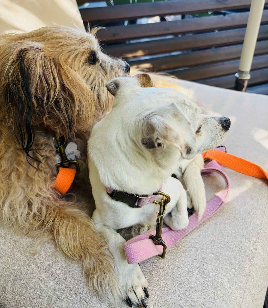 Tilley + Me Hemp Cotton Dog Leash - Durable, Sustainable, Adjustable, Lightweight &amp; Soft-Malibu