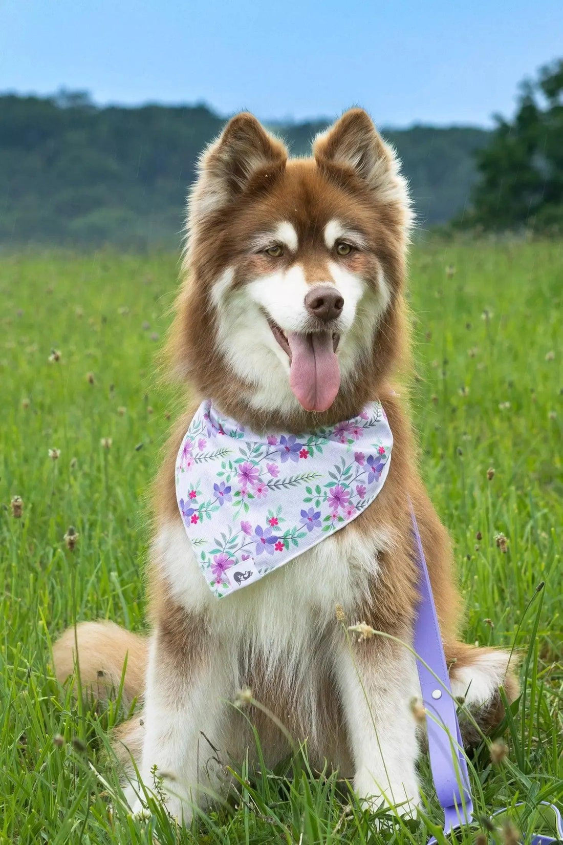 Wildflower Meadow Dog Bandana