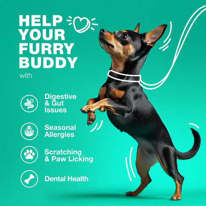 Probiotics for Dogs Digestive Enzymes Gut Health Pumpkin &amp; Yeast Powder