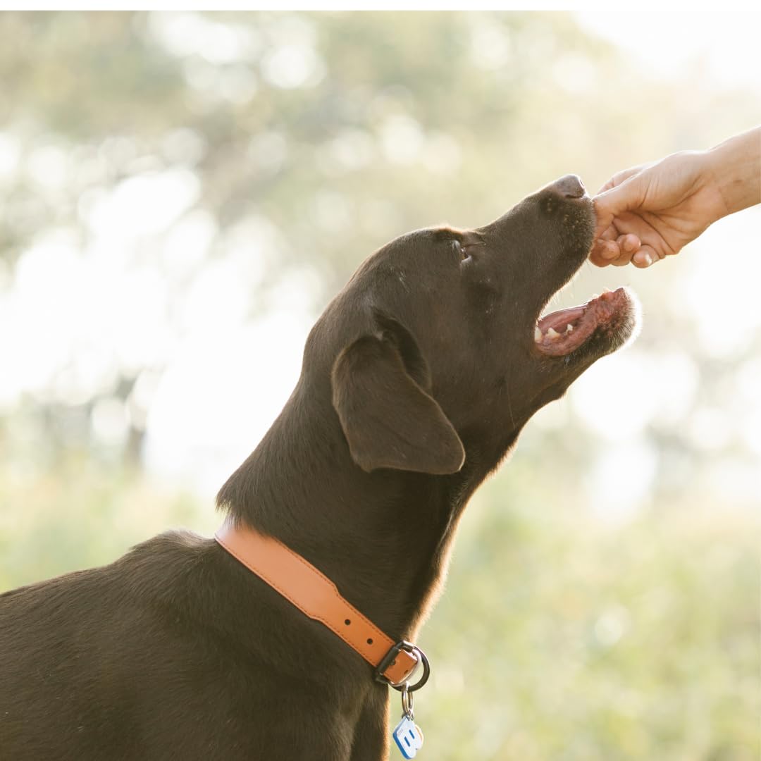 Quail Crunch Bites: Gourmet Dehydrated Dog Treats with Quail Meat &amp; Shells | Premium Healthy Dog Treats for Training | Organic Ingredients for a Happy Palate