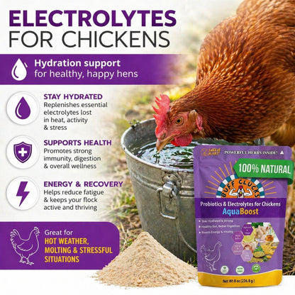 AquaBoost – Electrolytes and Probiotics for Backyard Chickens