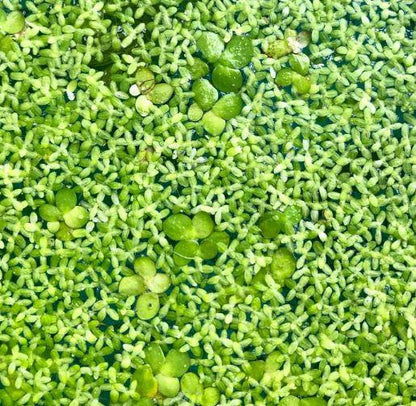 Duckweed Starter Bag Live Great for fish Aquariums