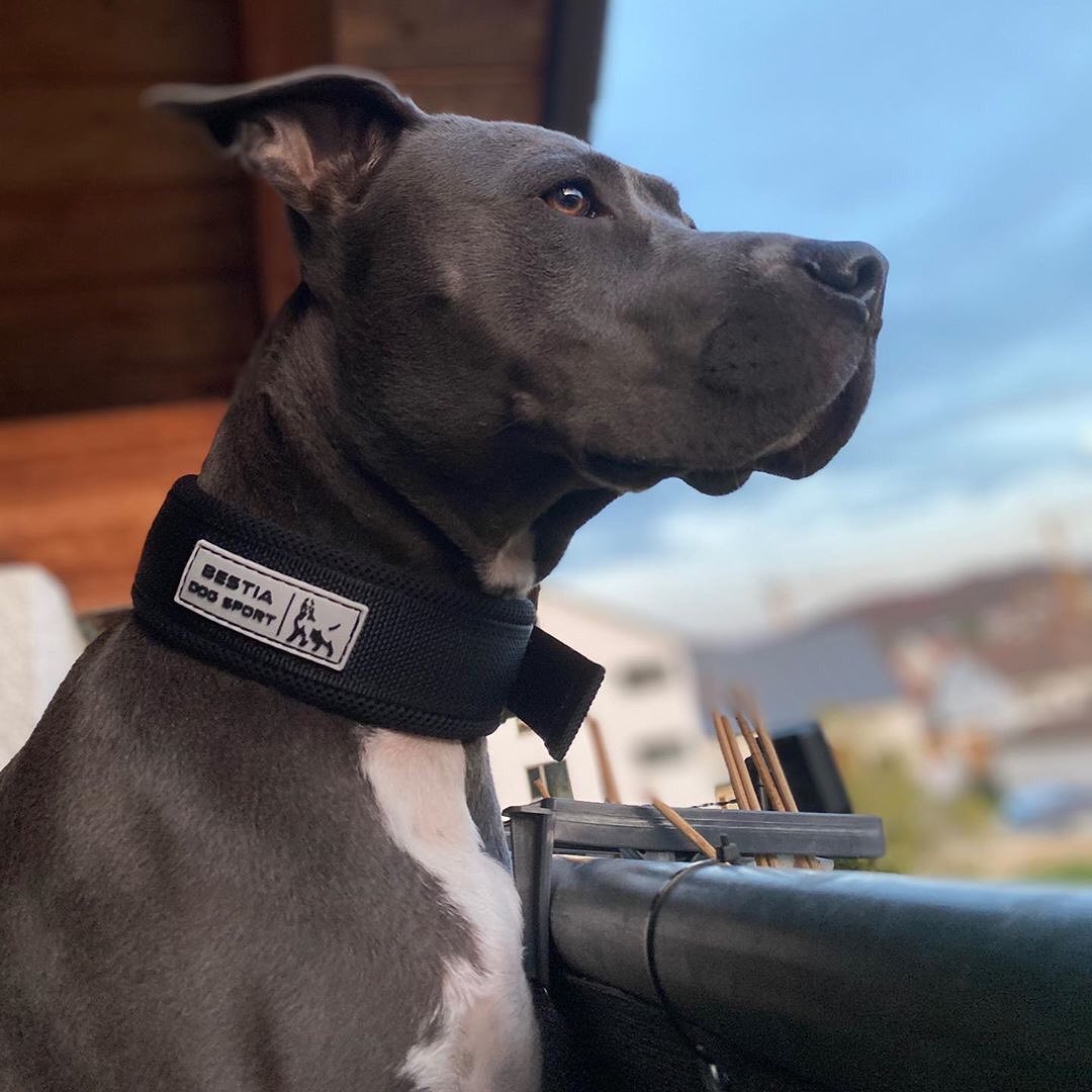 BESTIA DOG SPORT FAST RELEASE COLLAR BLACK &amp; GOLD