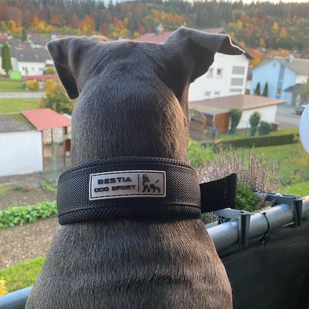 BESTIA DOG SPORT FAST RELEASE COLLAR BLACK &amp; GOLD