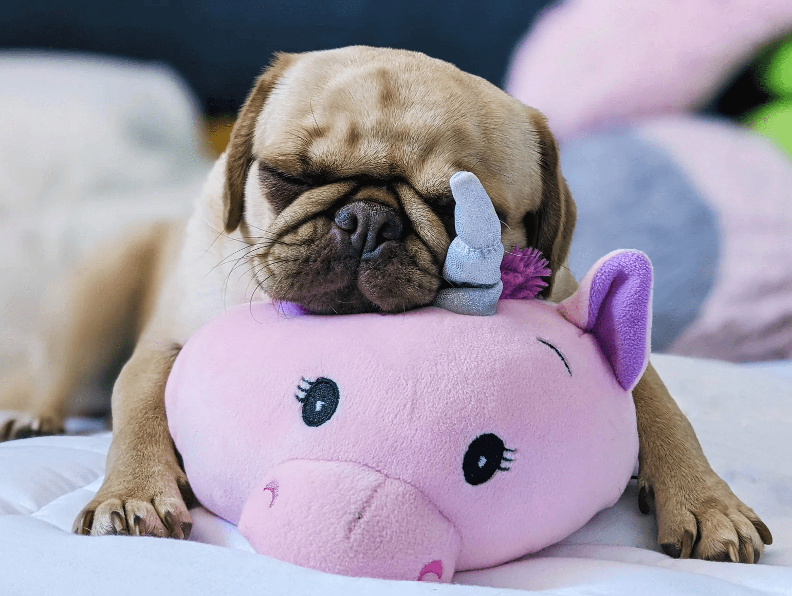 BOGO! Large Squishy Cuddlers Super Soft Plush Pet Toys: Squeak &amp; NO Squeak