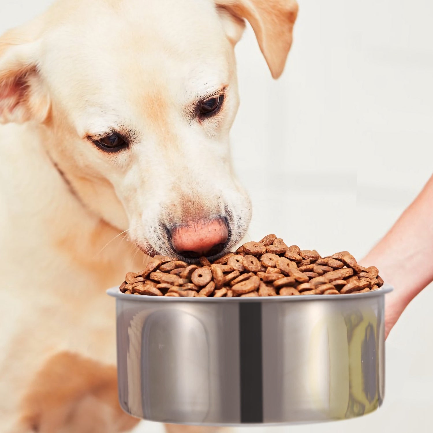 Stainless Steel Dog Bowl, Hanging Pet Food &amp; Water Bowl with Clamp Holder, Detachable Cage Feeding Bowl