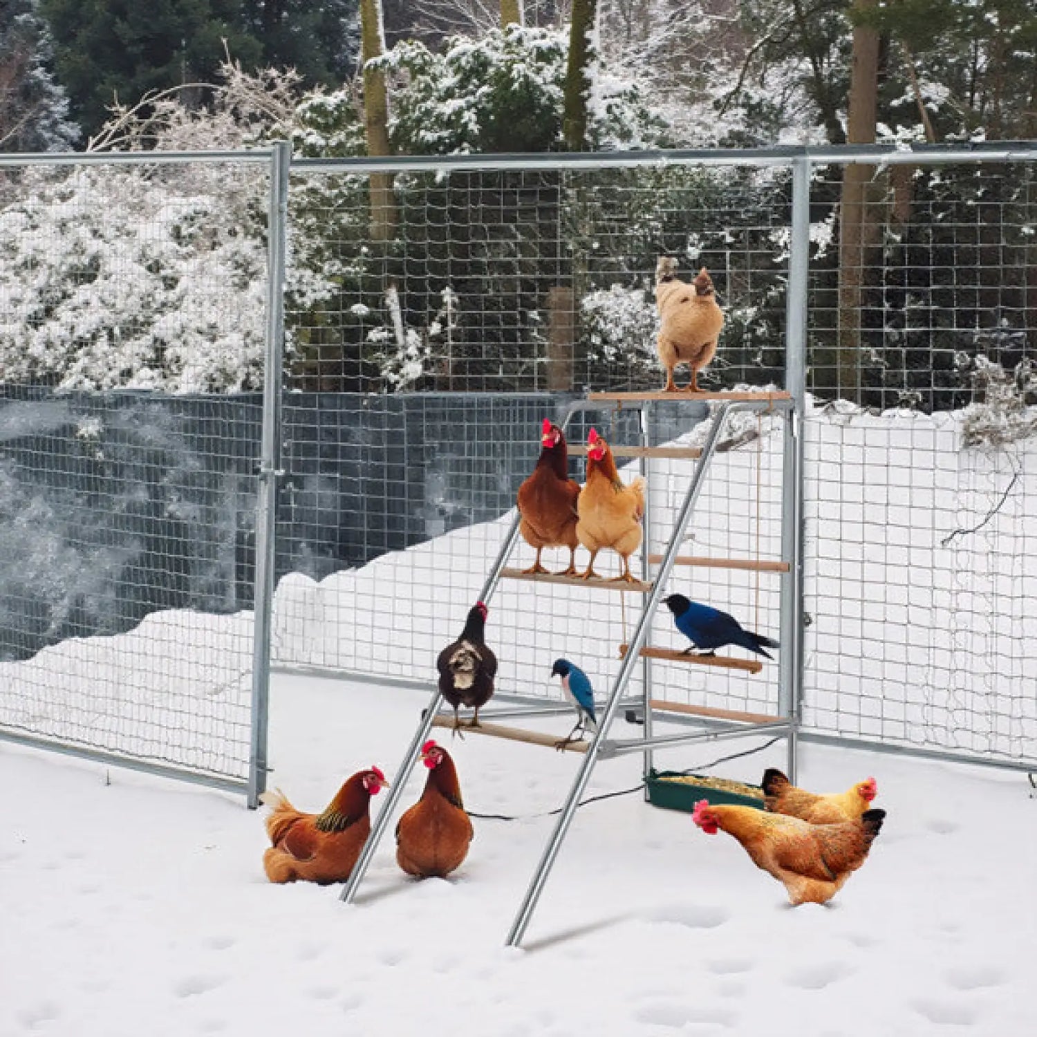 Chicken Perch 4 Tier Metal and Wood Outdoor Activity Stand