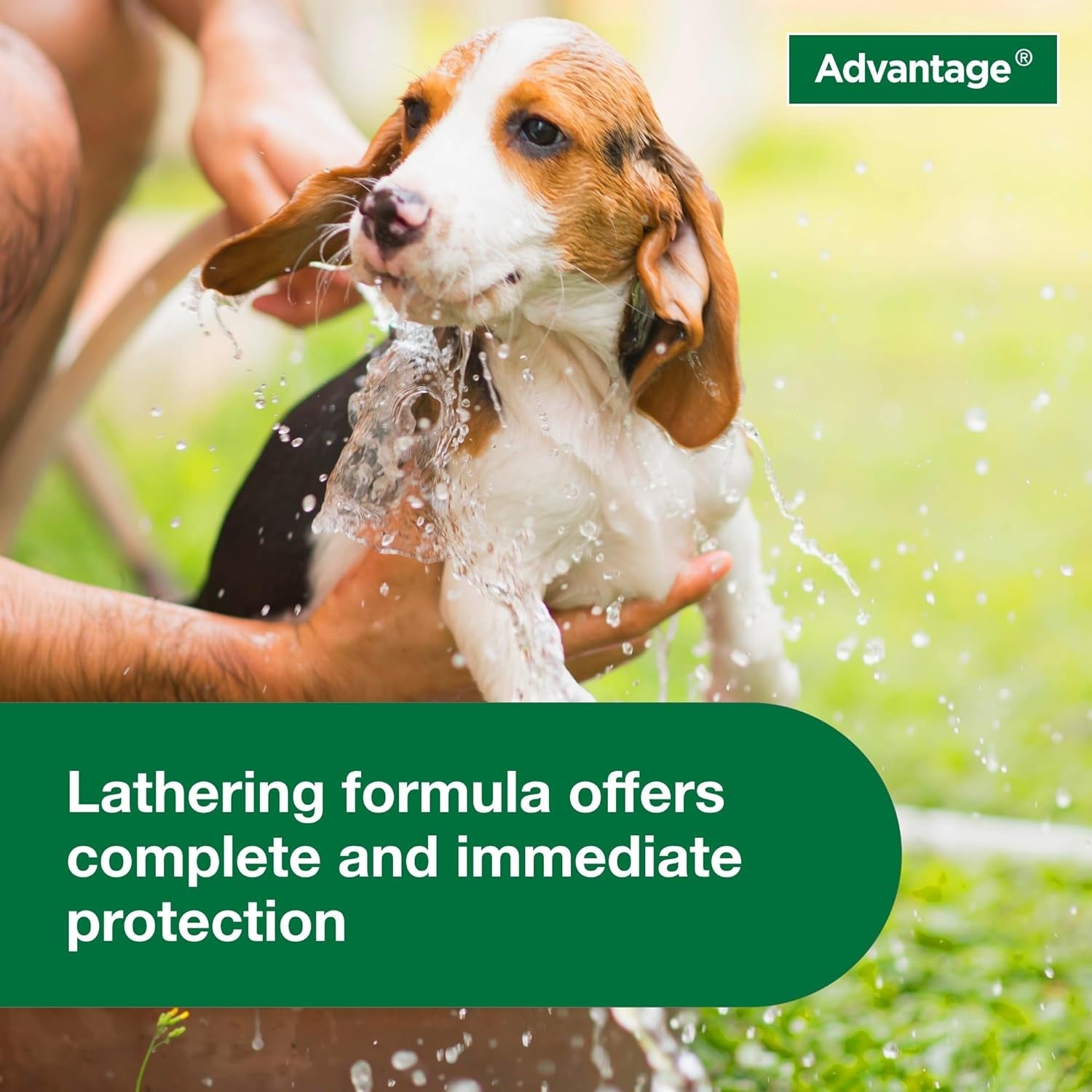 12 Oz Flea &amp; Tick Shampoo for Puppies &amp; Adult Dogs .