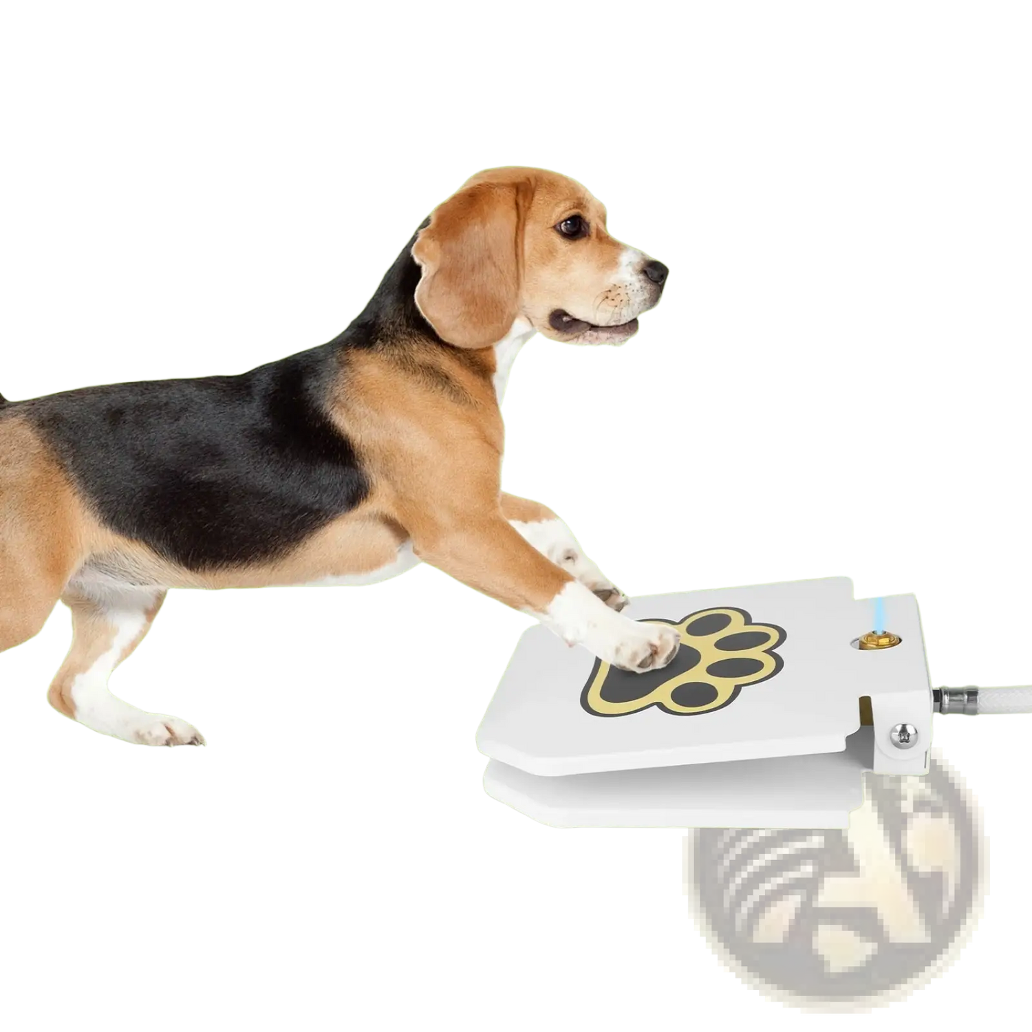 Dog Water Fountain Step on Outdoor Pet Sprinkler Valve