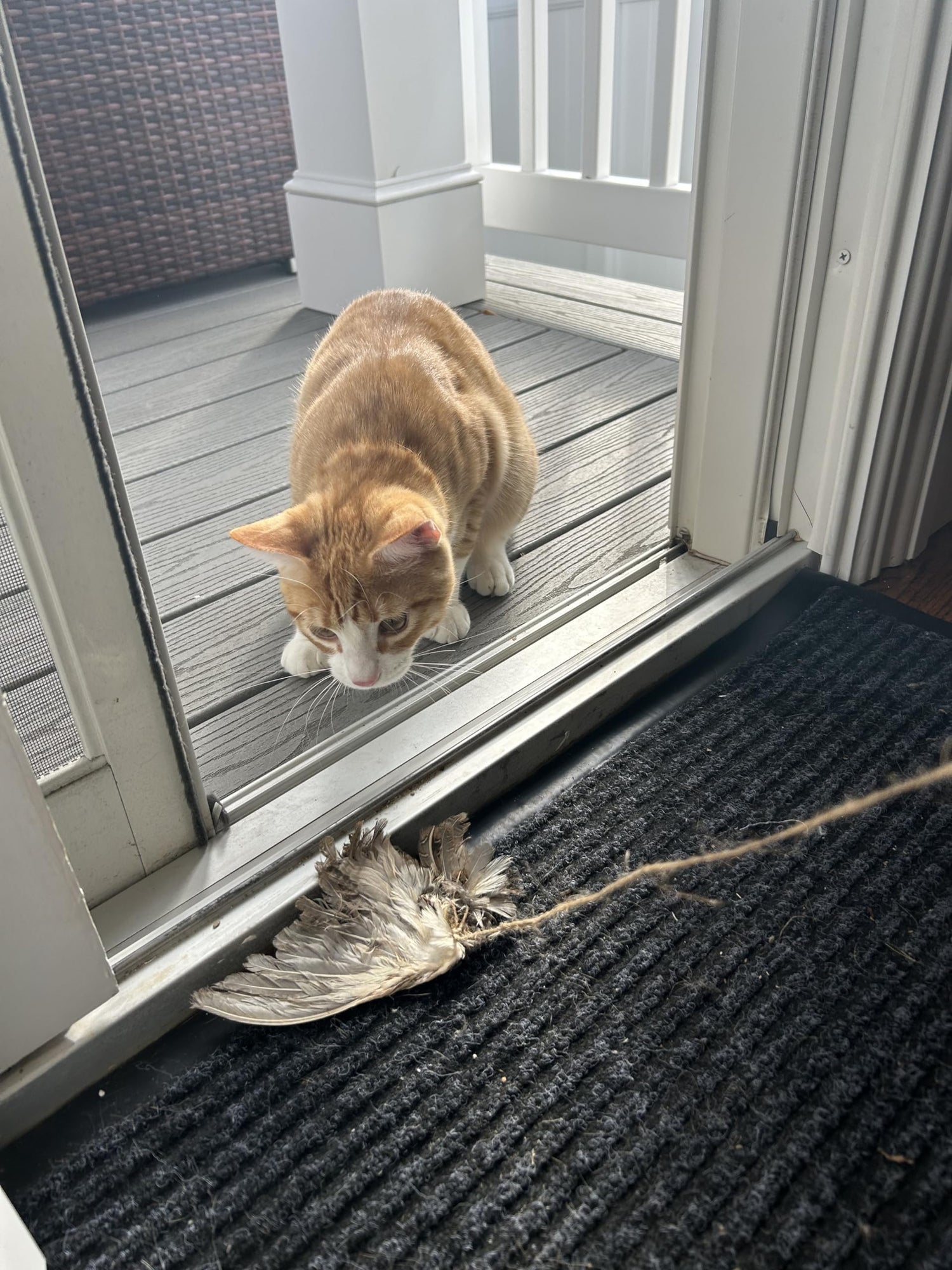 Wing on String Cat Toy - Real Bird Wing Dog Training Supplies &amp; Accessories, Quail Wing Bird Scent Interactive Play for Cats, Hunting Dog Training Bird Retrieval Cat Trainer
