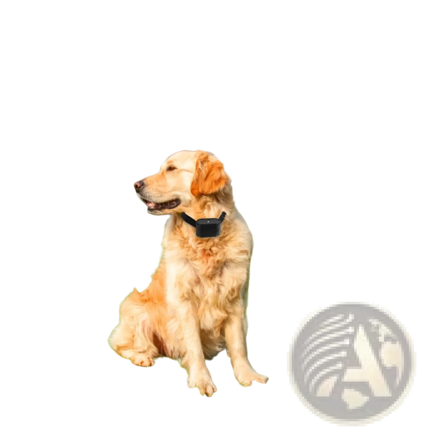 Electric Dog Fence System with Water Resistant Collar