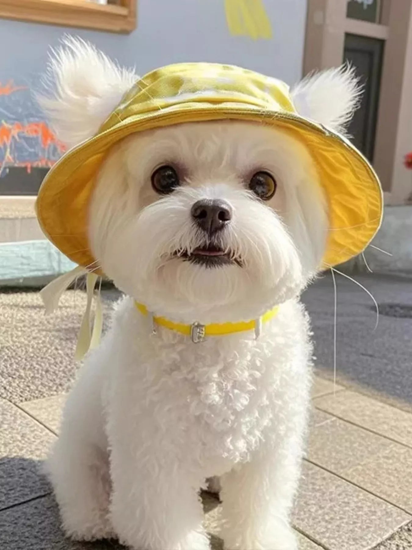 Pet Bucket Hat