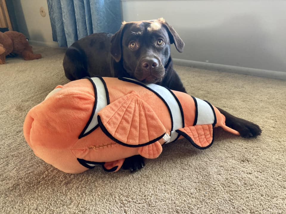 Finding Nemo &amp; Dory Dog Toys Squeaky &amp; NO Squeak All Sizes