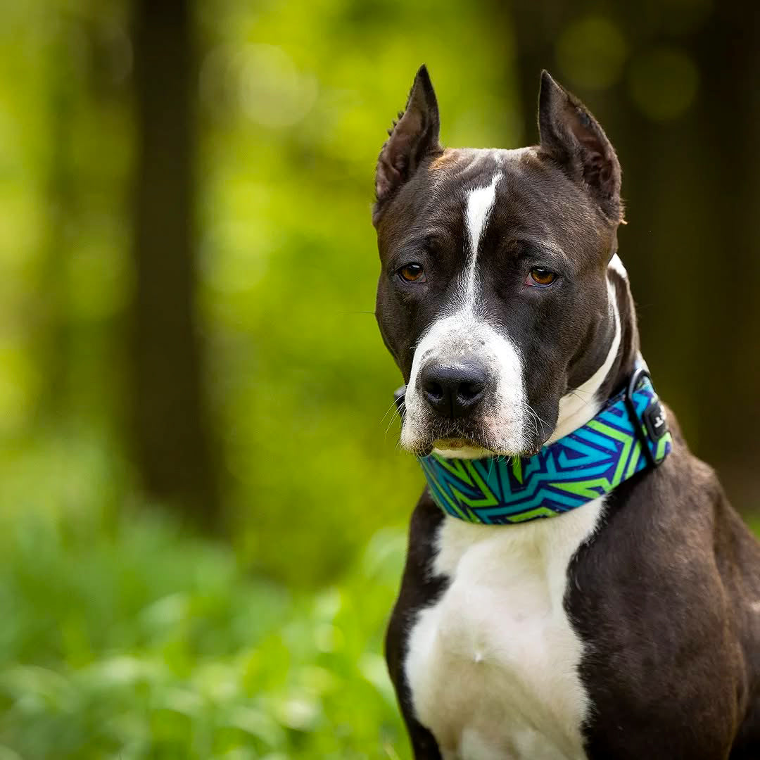 Bestia Dog Sport GripPro Print Collar - Blue&amp;Green